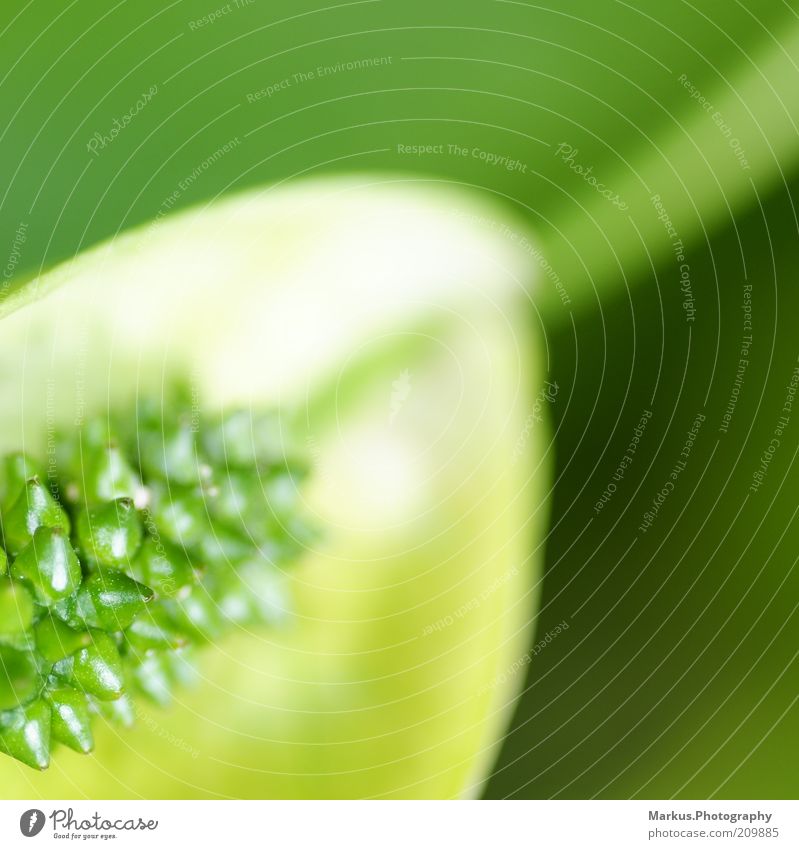 Ein Hauch von Grün Pflanze Blüte Blühend frisch hell grün Farbfoto Detailaufnahme Makroaufnahme Strukturen & Formen Textfreiraum rechts Textfreiraum oben