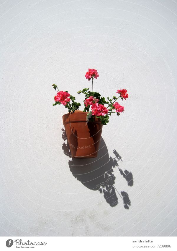 Wallflower Sommer Schönes Wetter Pflanze Blume Topfpflanze Mauer Wand Kitsch Klischee braun rosa weiß Idylle Hintergrund neutral Tag Schatten Kontrast