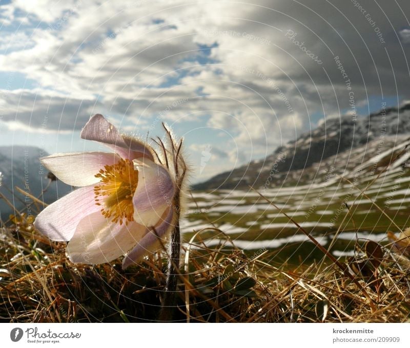 Anemone trägt Pelz Umwelt Natur Landschaft Pflanze Himmel Wolken Gewitterwolken Frühling Schnee Blume Gras Anemonen Felsen Alpen Berge u. Gebirge Gipfel