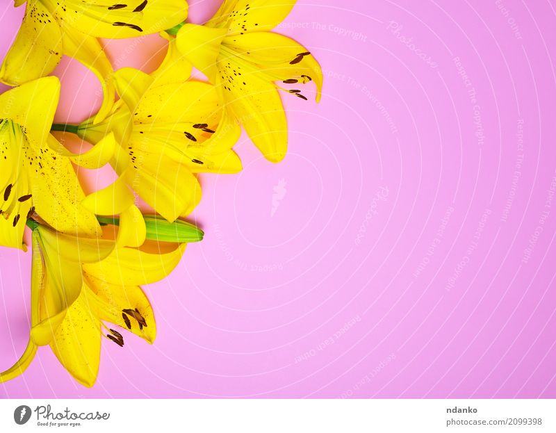 Bouquet von blühenden gelben Lilien Feste & Feiern Valentinstag Muttertag Hochzeit Natur Pflanze Blume Blühend frisch hell rosa Hintergrund Überstrahlung