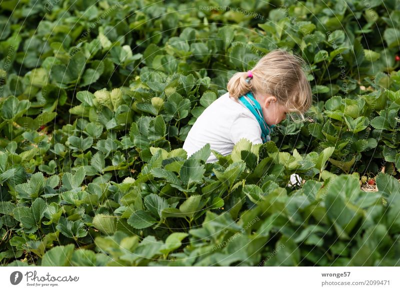 Im Erdbeerfeld II Mensch Kind Kleinkind Mädchen 1 3-8 Jahre Kindheit Pflanze Blatt Nutzpflanze Erdbeeren Feld grün türkis weiß pflücken Ernte Querformat