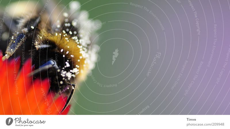 Bombus Biene violett rot schwarz mehrfarbig Hummel Insekt saugen Nahrungssuche Blüte Honig Pollen fleißig Sommer nützlich Imme Farbfoto Außenaufnahme