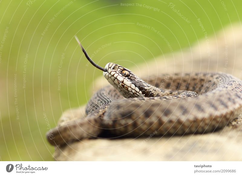 Aggressive Ungarische Wiesenotter schön Jugendliche Natur Tier Schlange wild braun Angst gefährlich Farbe Europäer angriffslustig Gefahr giftig Zunge