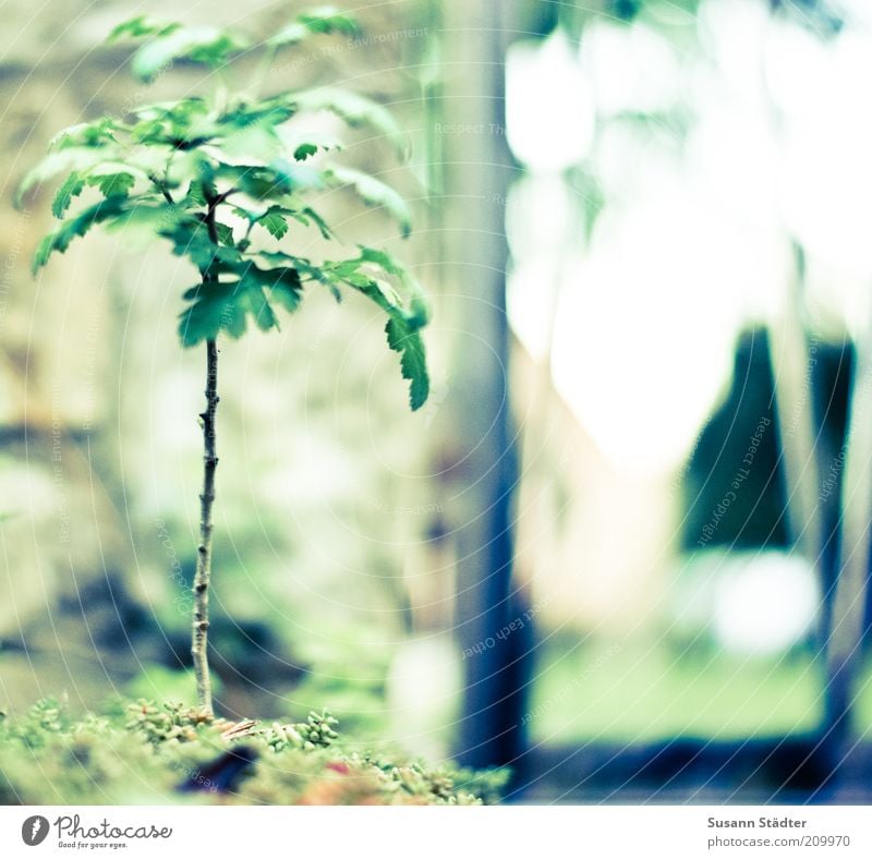 Miniturbäumchen Sommer Baum Grünpflanze Wildpflanze Wachstum Bonsai Japanisch Japanischer Garten Blatt Baumstamm klein Miniatur Unkraut Bodendecker