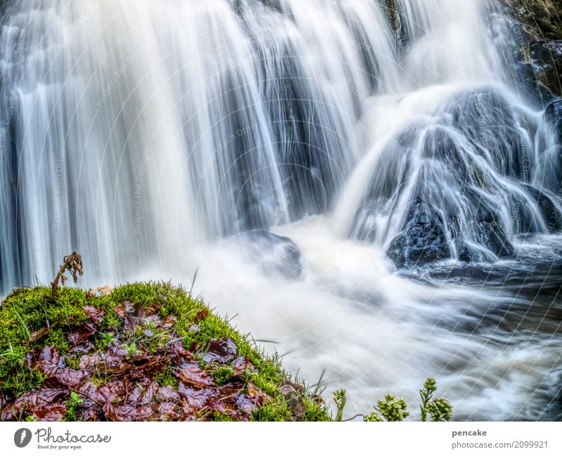 lebenselixier | let it flow! Natur Landschaft Urelemente Wasser Frühling Pflanze Blatt Wasserfall Triberg Erholung erleben Ewigkeit Gelassenheit Idylle Leben