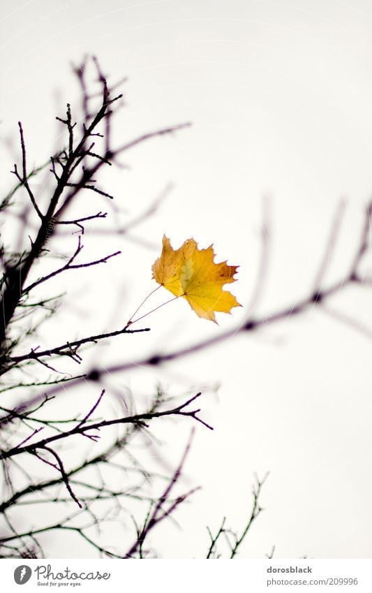 herbst Natur Wolkenloser Himmel Herbst schlechtes Wetter Blatt kalt gelb Baum Ast Zweig Farbfoto Gedeckte Farben Außenaufnahme Menschenleer Textfreiraum oben
