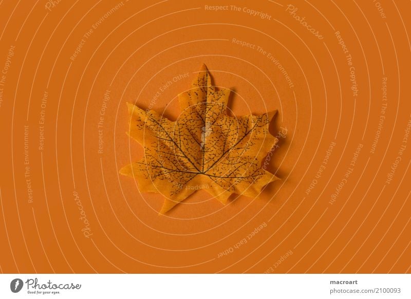 Orange mehrfarbig Blatt einzeln Herbst herbstlich Dekoration & Verzierung Einsamkeit liegen Single orange