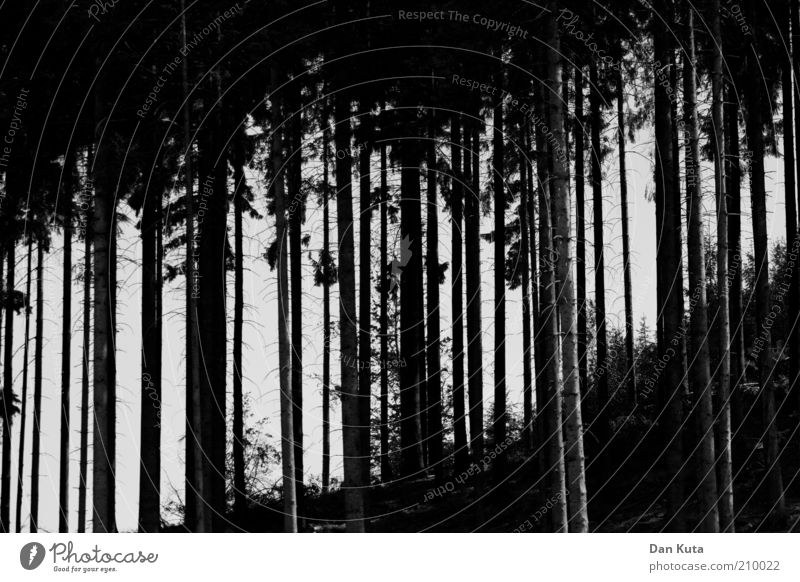 Strich in der Landschaft Natur Wald Hügel ästhetisch bizarr Präzision Wachstum Zusammenhalt Nadelwald Tanne hochgewachsen vertikal schwarz Schwarzweißfoto