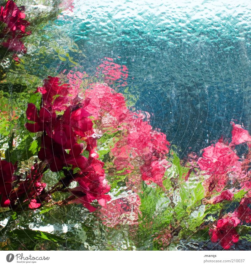In Bloom Natur Pflanze Sommer Blüte Blühend leuchten frisch schön blau grün rot Gefühle Farbe Glasscheibe unklar Farbfoto mehrfarbig abstrakt