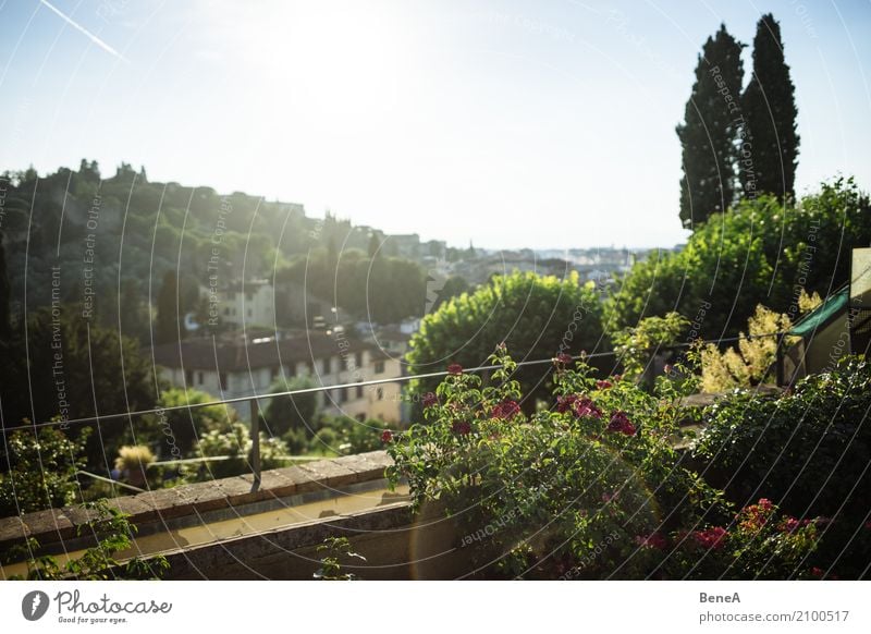 Blick über einen Rosengarten in Florenz Ferien & Urlaub & Reisen Tourismus Sightseeing Städtereise Garten Architektur Natur Landschaft Pflanze Baum Sträucher