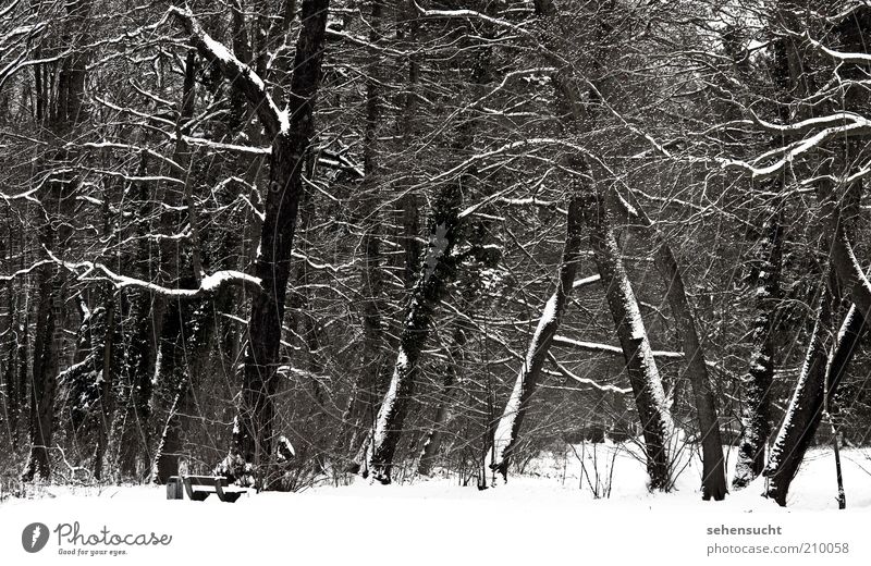 winter im park Natur Landschaft Pflanze Winter Wetter Schnee Baum Park Stadtrand Menschenleer Müllbehälter schwarz weiß Einsamkeit stagnierend Stimmung Farbfoto