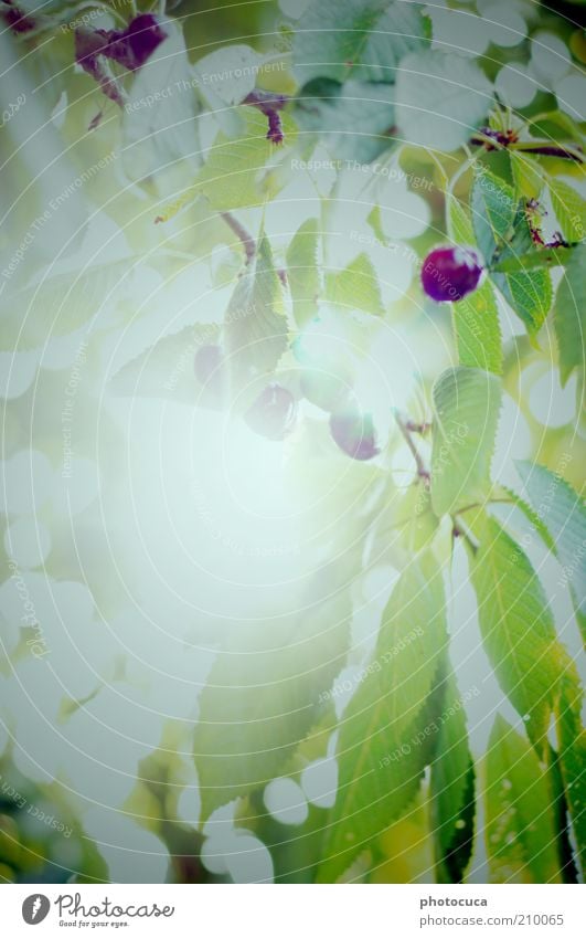 Kirschbaum Kirsche Frucht Blüte Baum Pflanze Ernte Garten Schatten Wildkirsche Sonnenlicht Reflexion & Spiegelung Zweige u. Äste Blatt Menschenleer
