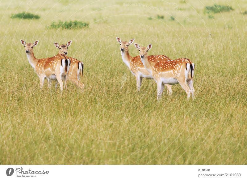 Neugier Natur Tier Sommer Wiese Wildtier Damwild Reh Ricke Rehbraten 4 Bambi beobachten hören stehen ästhetisch elegant Vertrauen Romantik schön Design Idylle