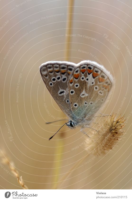 Bläuling zum Träumen Schmetterling 1 Tier genießen Freude träumen Bläulinge Farbfoto Nahaufnahme Makroaufnahme Tag Unschärfe Schwache Tiefenschärfe Pflanze Gras