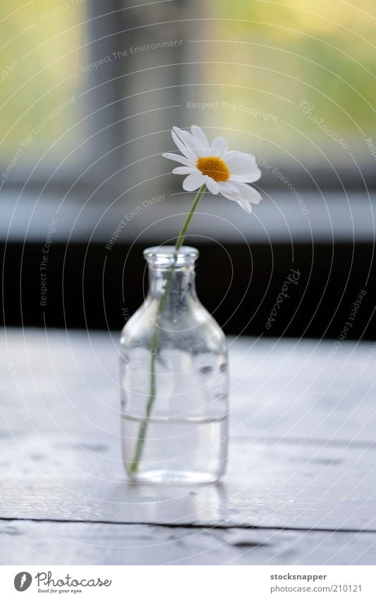 Die Überreste des Sommers weiß Blume klein winzig Flasche