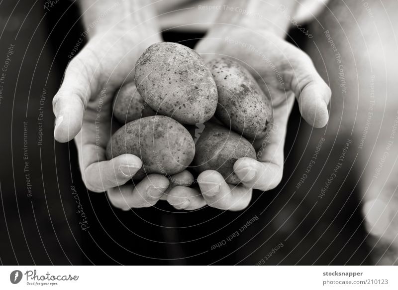Kartoffeln Hand Hände Lebensmittel Landwirt Beteiligung schalenförmig Schwarzweißfoto Monochrom Ernte