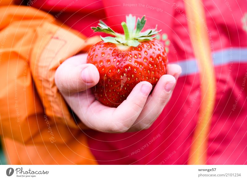 Prachtstück Kind Kleinkind 1 Mensch Sommer Nutzpflanze Erdbeeren frisch Gesundheit groß saftig süß mehrfarbig orange rot Frucht fruchtig Hand Kinderhand