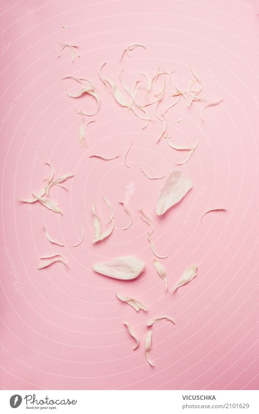 Pastell rosa Hintergrund mit weißen Rosenblättern Lifestyle Stil Design schön Spa Sommer Dekoration & Verzierung Natur Pflanze Ornament Liebe trendy weich Duft