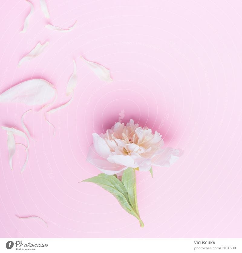 Pastell rosa Pfingstrose Blumen und Blütenblätter Lifestyle Stil Design Sommer Feste & Feiern Valentinstag Muttertag Hochzeit Geburtstag Natur Pflanze Blatt