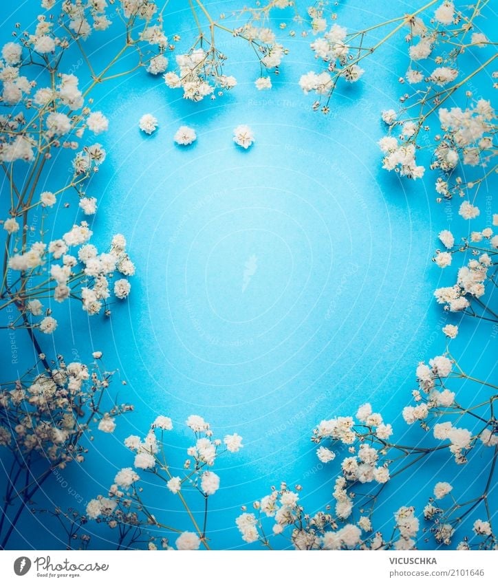 Weiße Blumen Rahmen auf blauem Hintergrund Lifestyle elegant Stil Leben Dekoration & Verzierung Valentinstag Muttertag Hochzeit Geburtstag Natur Pflanze Blüte