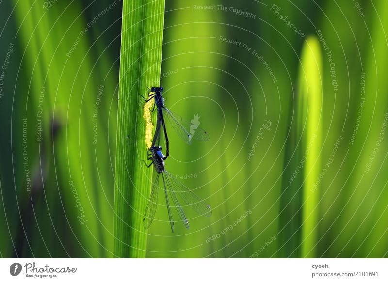 Zu zweit. Tier 2 Tierpaar grün Beginn Leben Leichtigkeit Natur Überleben Libelle Libellenflügel Fortpflanzung Schilfrohr Gras Insekt beobachten entdecken winzig