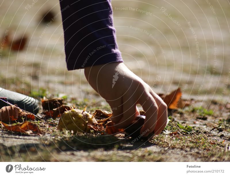 Kastanien sammeln Mensch Kind Arme Hand Finger Umwelt Natur Pflanze Urelemente Erde Herbst hell natürlich Stachel Sammlung Farbfoto mehrfarbig Außenaufnahme