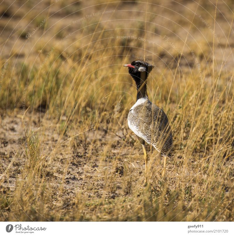 Auf der Pirsch ;-))) Umwelt Natur Landschaft Frühling Sommer Wärme Dürre Gras Feld Wüste Namibia Afrika Menschenleer Tier Wildtier Vogel Tiergesicht Flügel Fell