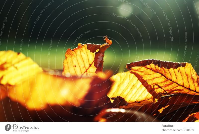 herbstliche Vorfreude Umwelt Natur Pflanze Herbst Blatt hell natürlich Wärme leuchten Herbstlaub Farbfoto mehrfarbig Außenaufnahme Menschenleer