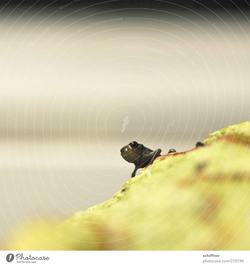 Reinhold macht schlapp Frosch 1 Tier Tierjunges hocken klein Einsamkeit einzeln winzig Schlechte Laune Nahaufnahme Makroaufnahme Froschperspektive