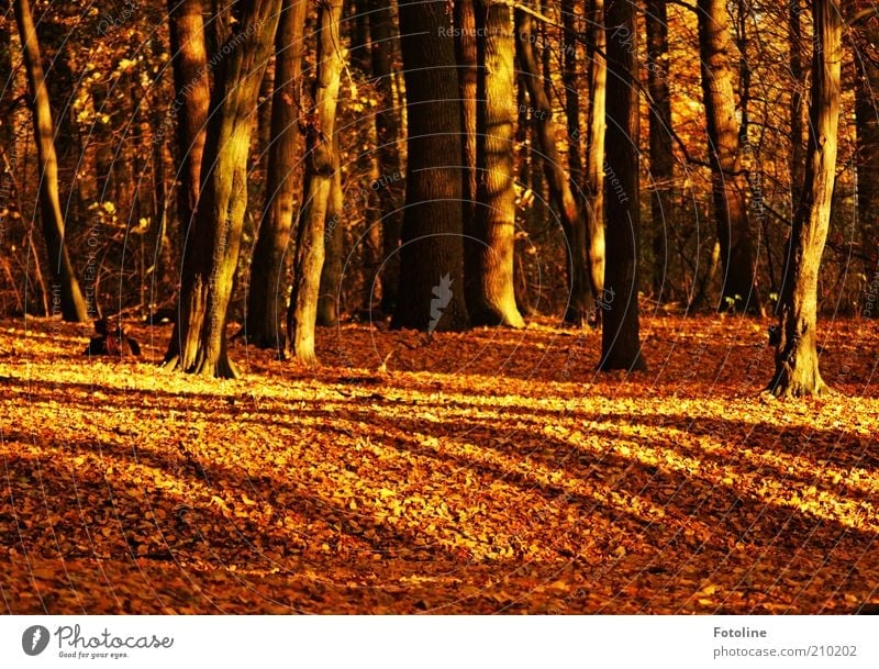299 Bäume Umwelt Natur Urelemente Erde Herbst Pflanze Baum Blatt Wildpflanze Wald natürlich braun gold Märchenwald Farbfoto mehrfarbig Außenaufnahme Tag Licht