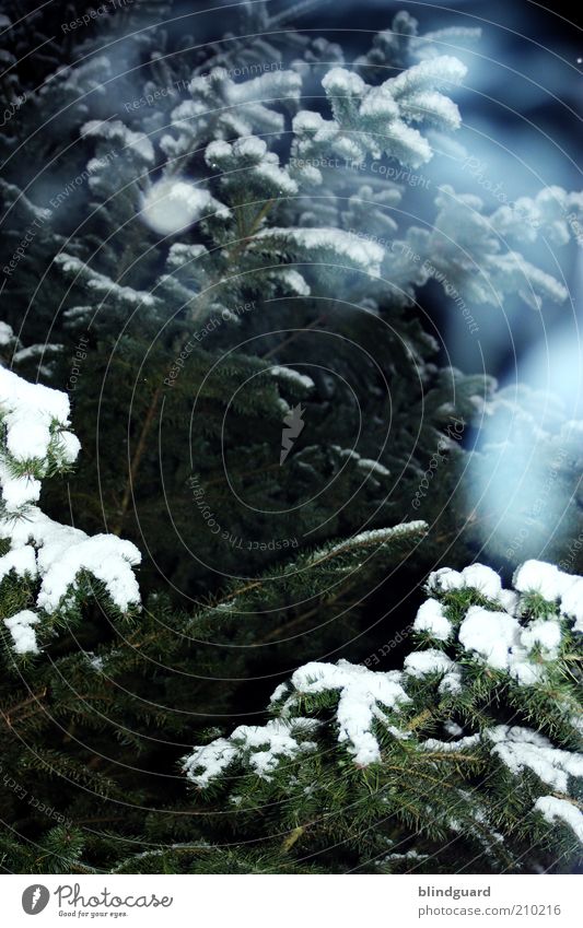 The Ghosts Of Christmas Eve Winter Schnee Winterurlaub Umwelt Natur Pflanze Eis Frost Holz atmen frieren blau grün weiß Tanne Tannennadel Nadelbaum kalt spät