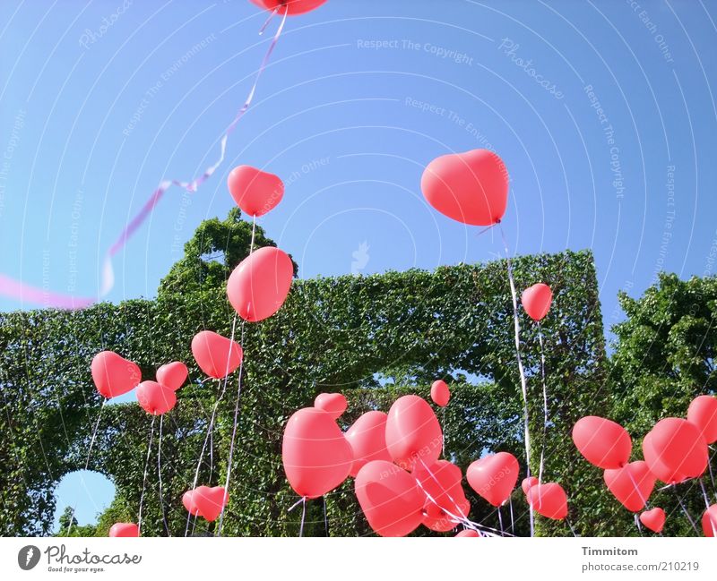 Viele Herzen für Euch! Freude Glück Park Luftballon Zeichen Schnur Feste & Feiern Spielen Fröhlichkeit rot Gefühle Liebe Romantik Optimismus Stimmung Hecke