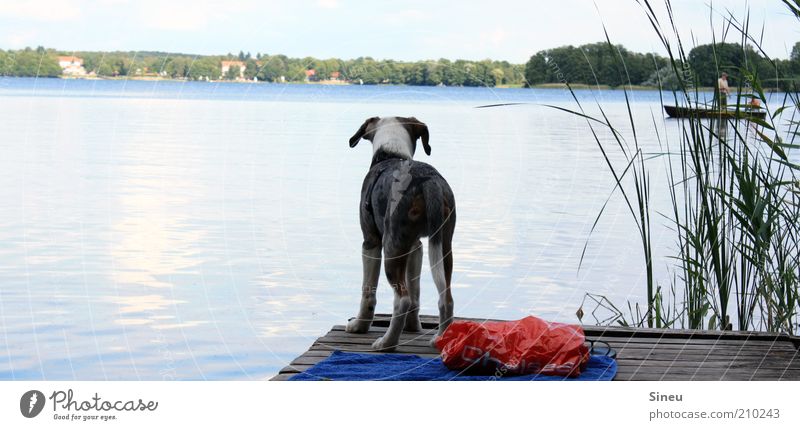 Der See ruft... Natur Himmel Sommer Schönes Wetter Seeufer Wandlitz Fischerboot Hund 1 Tier Tierjunges beobachten Erholung stehen warten frei klein