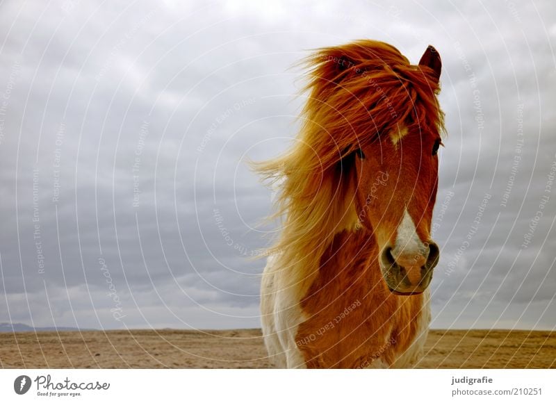 Island Umwelt Natur Landschaft Tier Himmel Wolken Klima Wind Nutztier Wildtier Pferd Island Ponys 1 stehen warten ästhetisch natürlich wild Stimmung Ferne