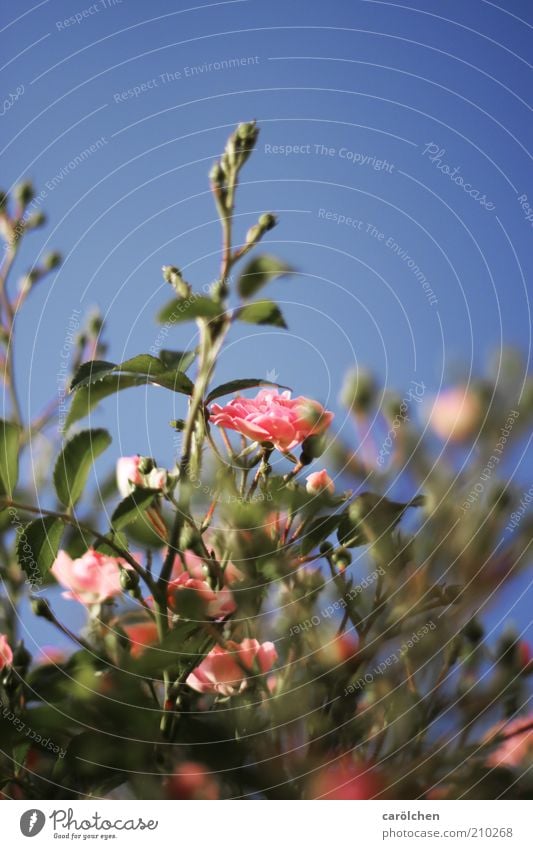 a rosa Rose Natur Pflanze Blume Blüte Wildpflanze wild blau grün Rosenstrauch Strauchrose zentral Romantik Farbfoto Außenaufnahme Menschenleer Textfreiraum oben