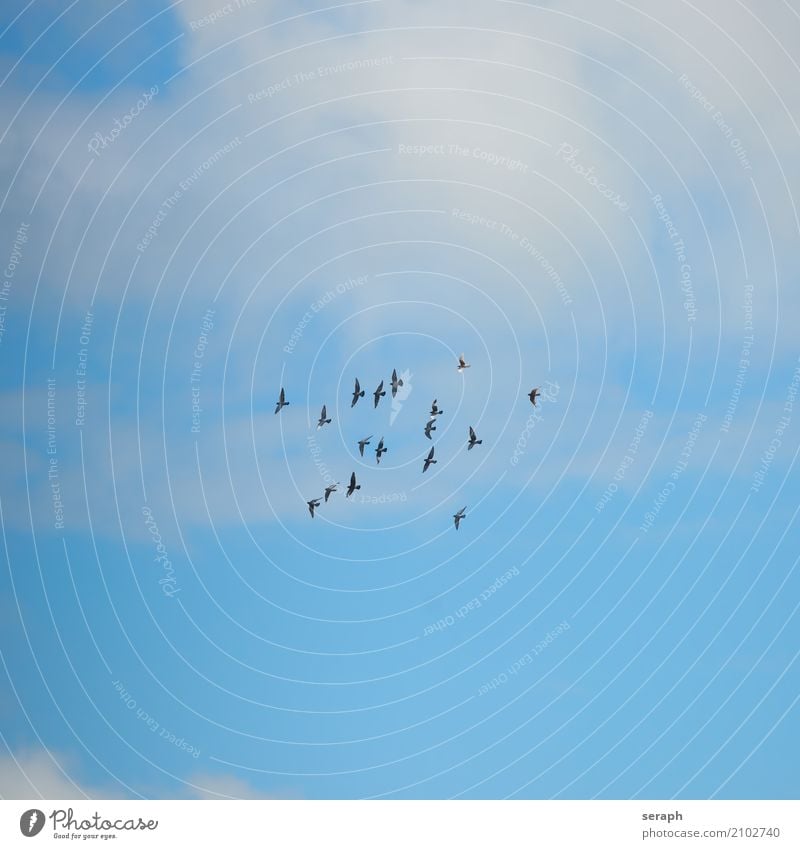 Taubenschwarm Vogel Tier Schwarm fliegen Himmel fliegend Vogelflug Wolken Niveau Tiergruppe Ornithologie Wildtier flattern Feder Natur Umwelt Vogelschwarm