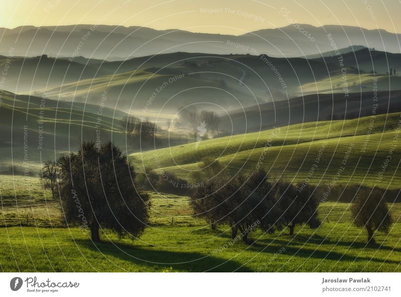 Toskanische Felder und Olivenbäume bei Sonnenaufgang in einem mystischen Nebel Ferien & Urlaub & Reisen Sommer Haus Natur Landschaft Pflanze Baum Gras Wiese