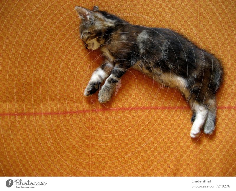 Babykatze, die im Traum fliegt Tier Haustier Katze 1 Tierjunges ruhig ausruhend träumen Erholung liegen Decke orange Farbfoto Innenaufnahme Textfreiraum links