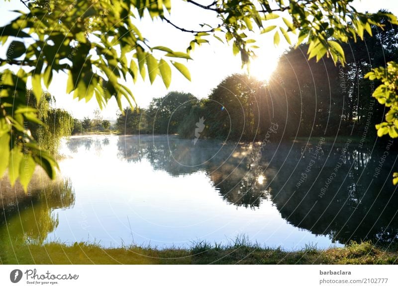 Morgens um sieben Natur Landschaft Wasser Himmel Sommer Schönes Wetter Nebel Pflanze Baum Seeufer Teich leuchten hell Stimmung Vorfreude Verschwiegenheit