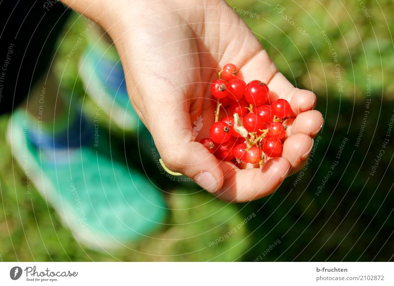 Willst du welche? Frucht Kind Junge Hand Finger 3-8 Jahre Kindheit festhalten rot Begierde Johannisbeeren Garten Ernte reif Beeren Beerensträucher pflücken