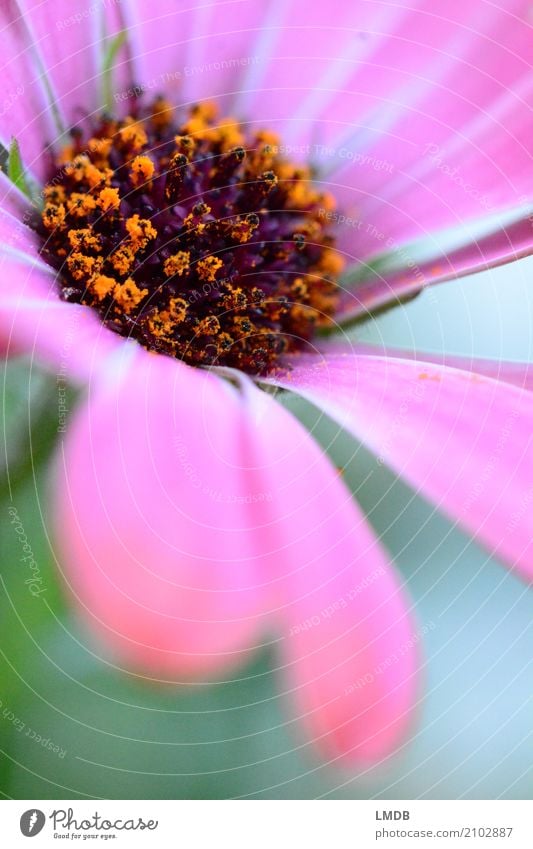 Blüte und Blütenstaub Pflanze Blume orange rosa Gerbera Korbblütengewächs Pollen Blütenblatt Blühend Geschenk Farbfoto mehrfarbig Außenaufnahme Nahaufnahme