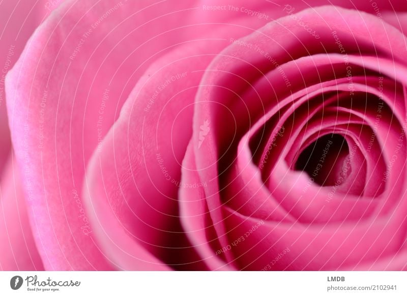 Rose Rosa Rot - 2 Natur Pflanze Blume Blüte Blühend Duft Liebe rosa Gefühle Verliebtheit Romantik schön Blütenblatt zart Farbfoto Nahaufnahme Detailaufnahme