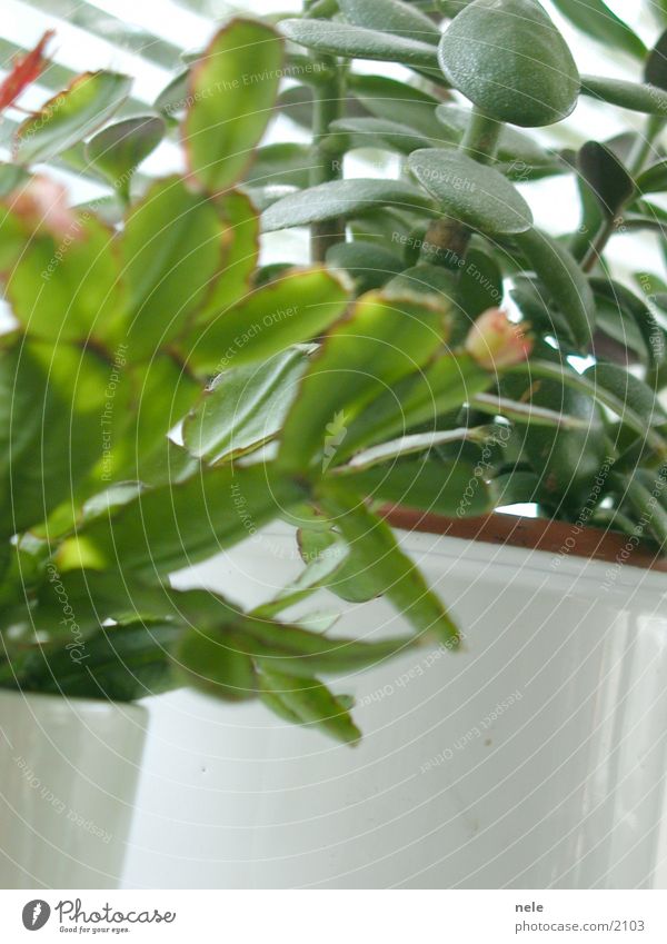 Wohnen im Grünen Zimmerpflanze Affenbrotbaum Fensterbrett Licht grün Blatt osterkaktus Häusliches Leben