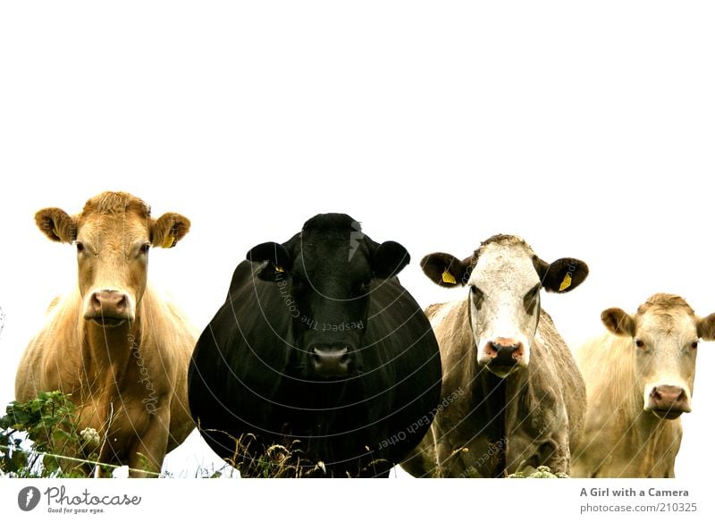 Die Mädels Natur Menschenleer Tier Kuh 4 Tiergruppe Herde Blick stehen gold schwarz Sympathie Freundschaft Zusammensein Tierliebe Misstrauen Trägheit eingezäunt