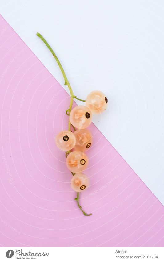 Weiße Johannisbeere Frucht Johannisbeeren Ernährung Bioprodukte Vegetarische Ernährung Diät Fingerfood Leben frisch Gesundheit Glück lecker sauer rosa weiß