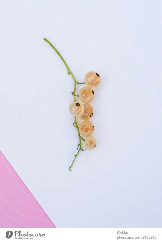 Weiße Johannisbeere mit rosa Ecke Lebensmittel Frucht Johannisbeeren Ernährung Bioprodukte Vegetarische Ernährung Diät Slowfood Nutzpflanze frisch Gesundheit
