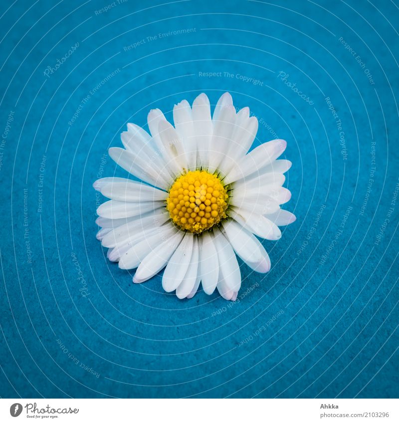 Gänseblümchenköpfchen auf Blau Leben Zufriedenheit Sinnesorgane Duft Natur Pflanze Sommer Klima Blüte Freundlichkeit Fröhlichkeit positiv blau gelb weiß Glück
