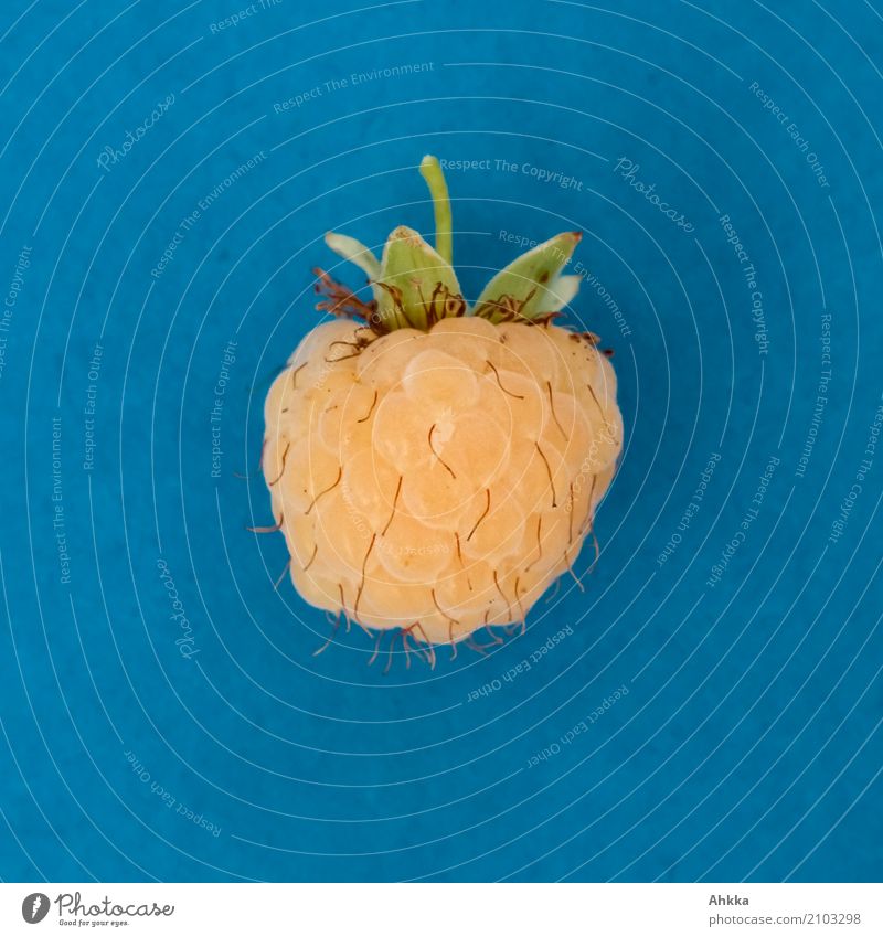 Sommer! Dessert Frucht Himbeeren Bioprodukte Slowfood genießen leuchten Liebe liegen ästhetisch blond frisch Gesundheit nah natürlich positiv süß blau gelb