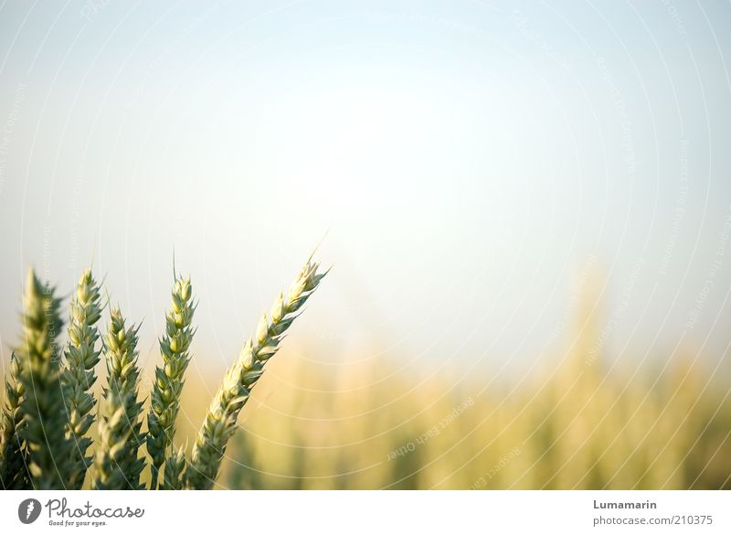 Vorgruppe Umwelt Wolkenloser Himmel Sonnenlicht Sommer Pflanze Nutzpflanze Feld einfach Gesundheit hell natürlich Wärme Idylle Wachstum Getreide Getreidefeld