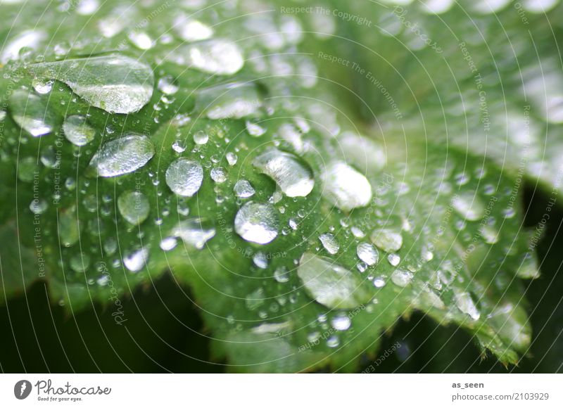 Frischekick Design exotisch schön Gesundheit Wellness Leben harmonisch Sinnesorgane Garten Umwelt Natur Pflanze Wasser Wassertropfen Frühling Sommer Klima Regen